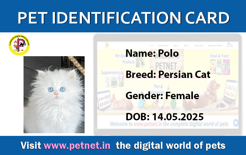 Pet Identification Card - Cat (Blue & White)