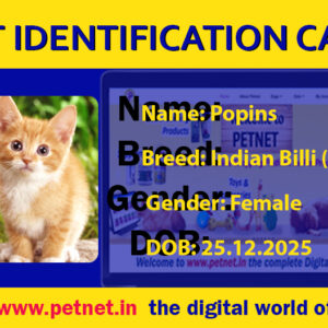 Pet Identification Card – Cat (Blue & Yellow)