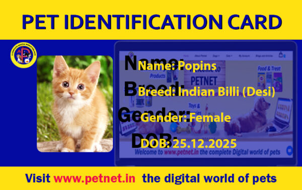 Pet Identification Card – Cat (Blue & Yellow)