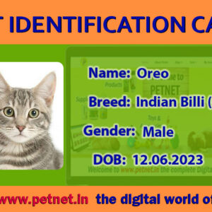Pet Identification Card – Cat (Green & Orange)