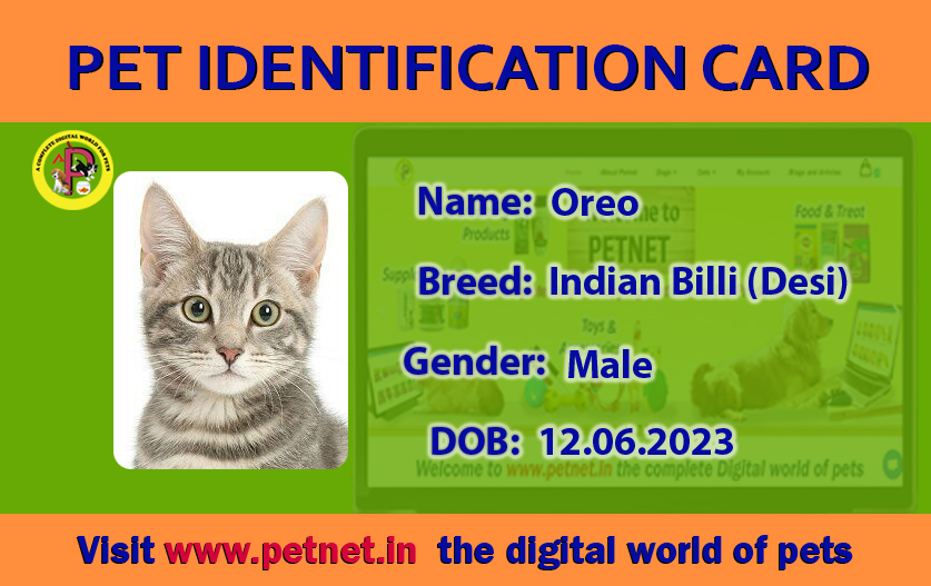 Pet Identification Card - Cat (Green & Orange)