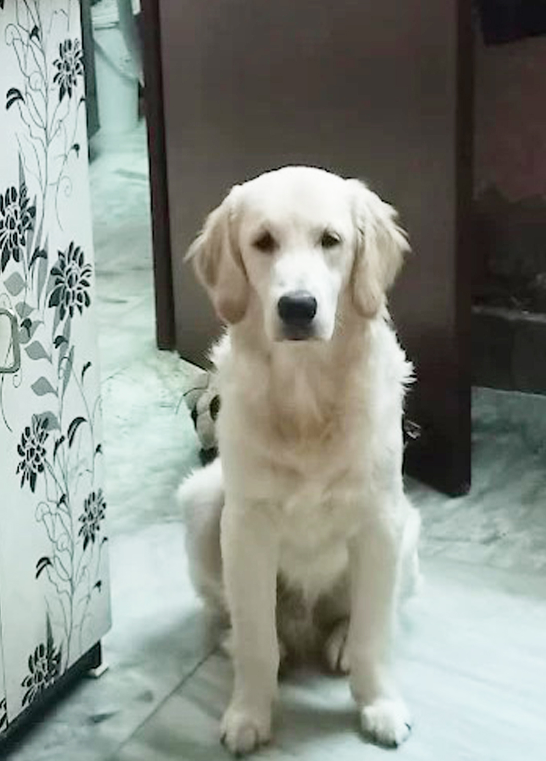 Happy Pet Stay (Kudghat Area)Love and Care makes us Rare. Dogs And Cats