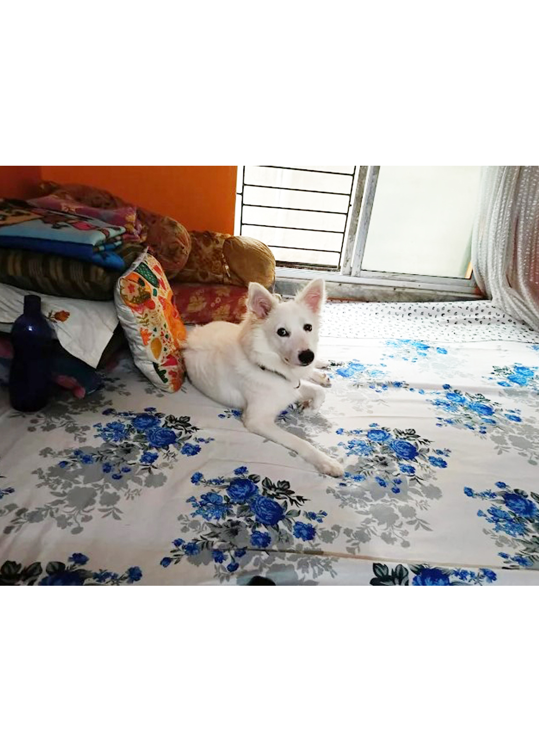 Happy Pet Stay (Kudghat Area)Love and Care makes us Rare. Dogs And Cats