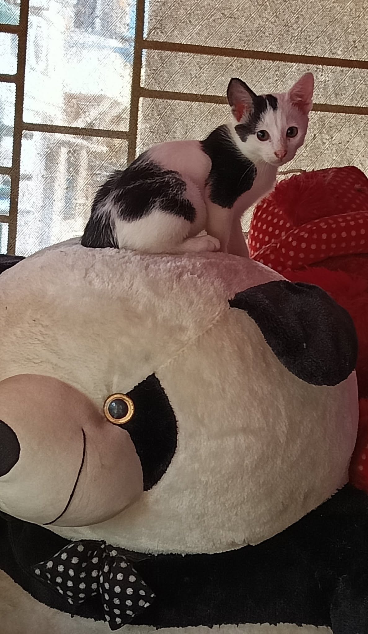 Happy Pet Stay (390 Taramoni Ghat Road, Kudghat, near Itkhola Vidyasagar Park, Kolkata 41)