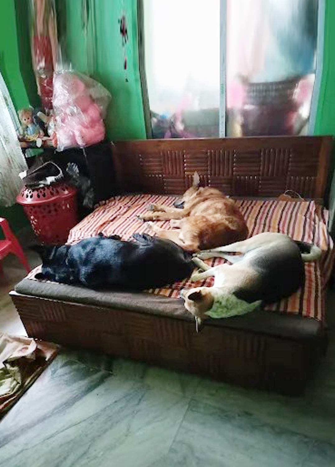 Happy Pet Stay (Kudghat Area)Love and Care makes us Rare. Dogs And Cats