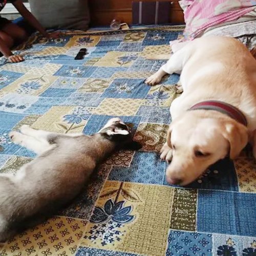 Happy Pet Stay (Kudghat) Love and Care makes us Rare.