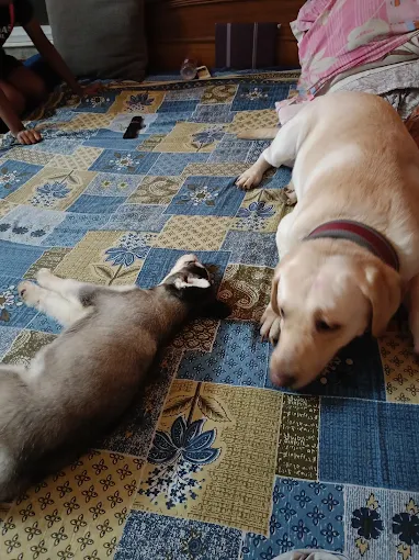 Happy Pet Stay (390 Taramoni Ghat Road, Kudghat, near Itkhola Vidyasagar Park, Kolkata 41)