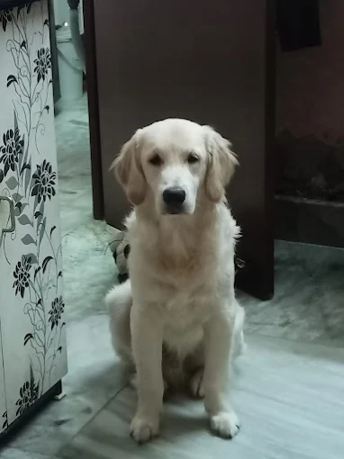 Happy Pet Stay (390 Taramoni Ghat Road, Kudghat, near Itkhola Vidyasagar Park, Kolkata 41)