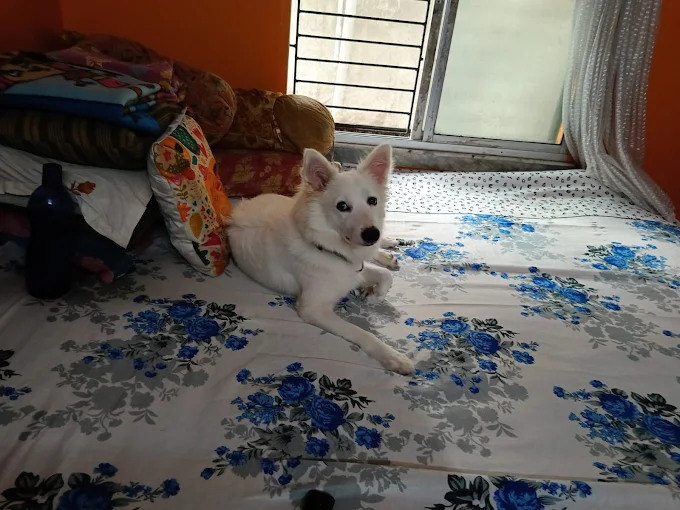 Happy Pet Stay (390 Taramoni Ghat Road, Kudghat, near Itkhola Vidyasagar Park, Kolkata 41)