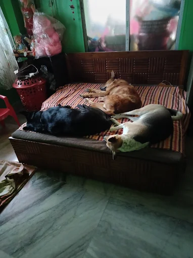 Happy Pet Stay (390 Taramoni Ghat Road, Kudghat, near Itkhola Vidyasagar Park, Kolkata 41)