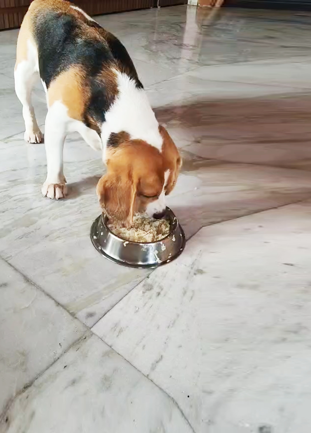 Lucky PetCare (Naktala Area)It’s Home away from Home for your furry baby. Dog And Cat