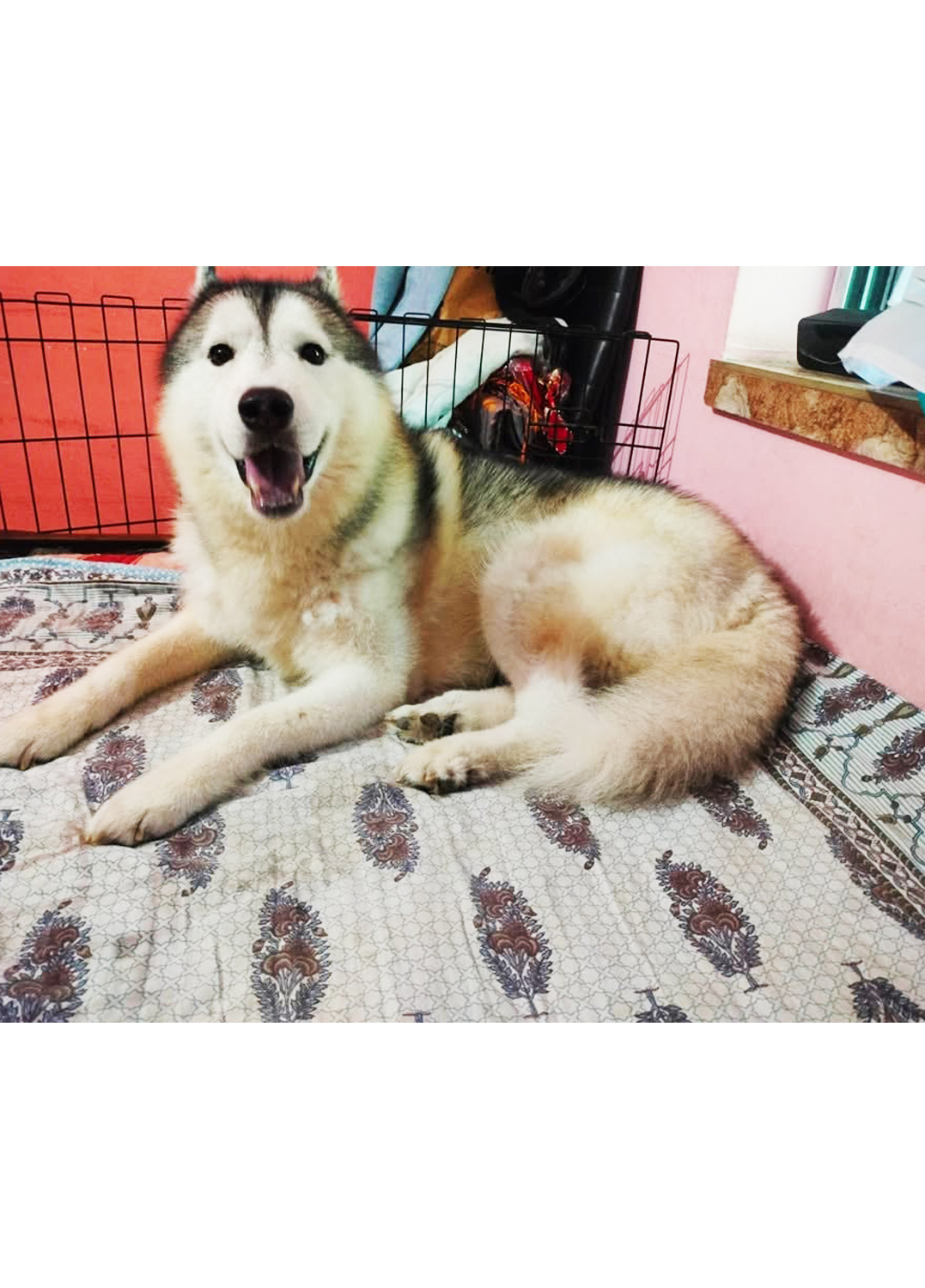 Pawstel By Mou (Kudghat Area)A Perfect 2nd Home for your Fur Babies. Dogs And Cats