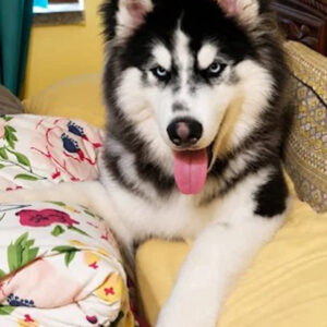 BARKKING BUDDIES BOARDING AND TRAINING(Garia Area)Let your pet be a member of our family.Dog Only