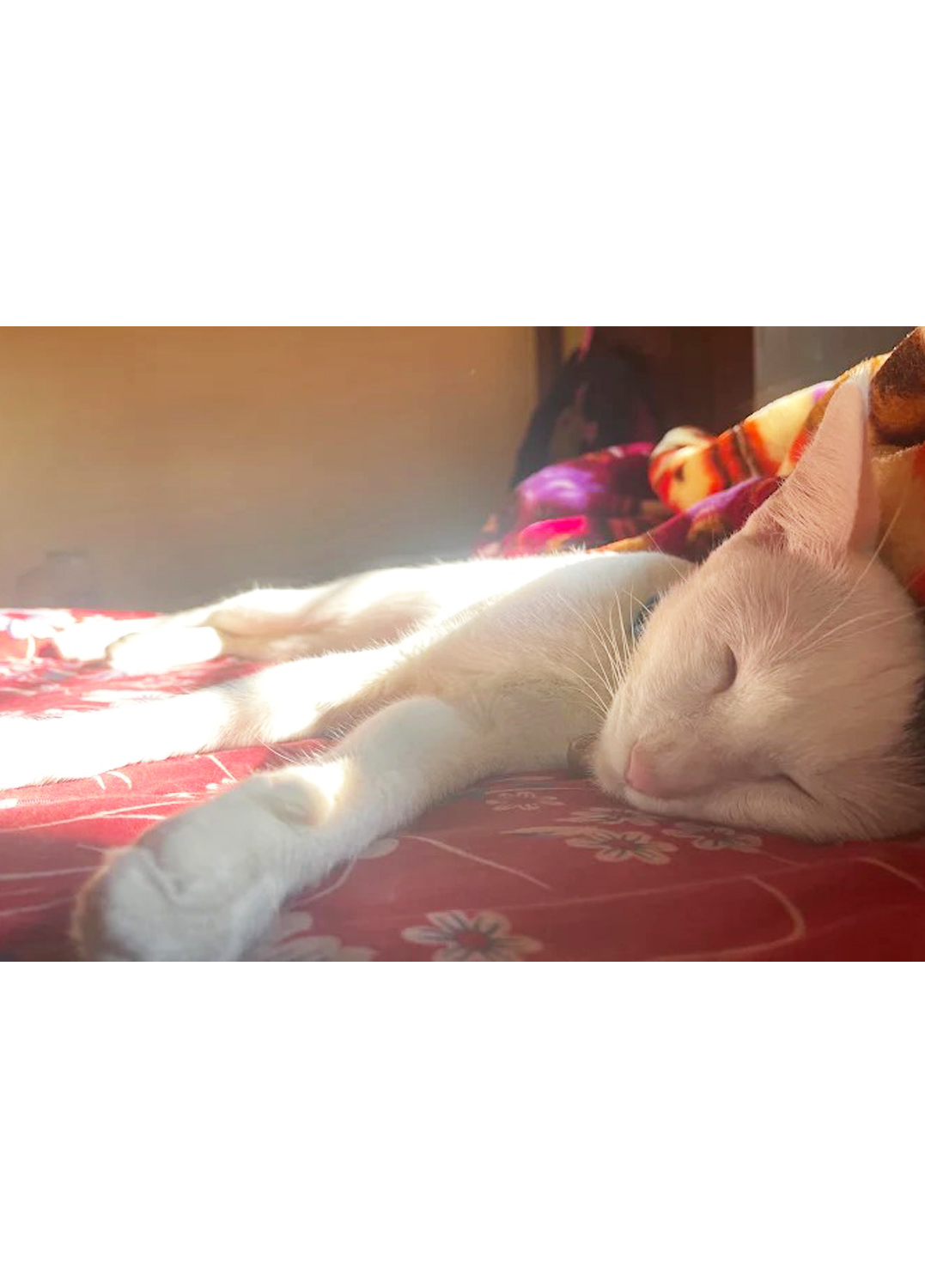 Sonu’s Kitty’s Home Care(Kasba Area)Love and care when you are not there.Only Cat
