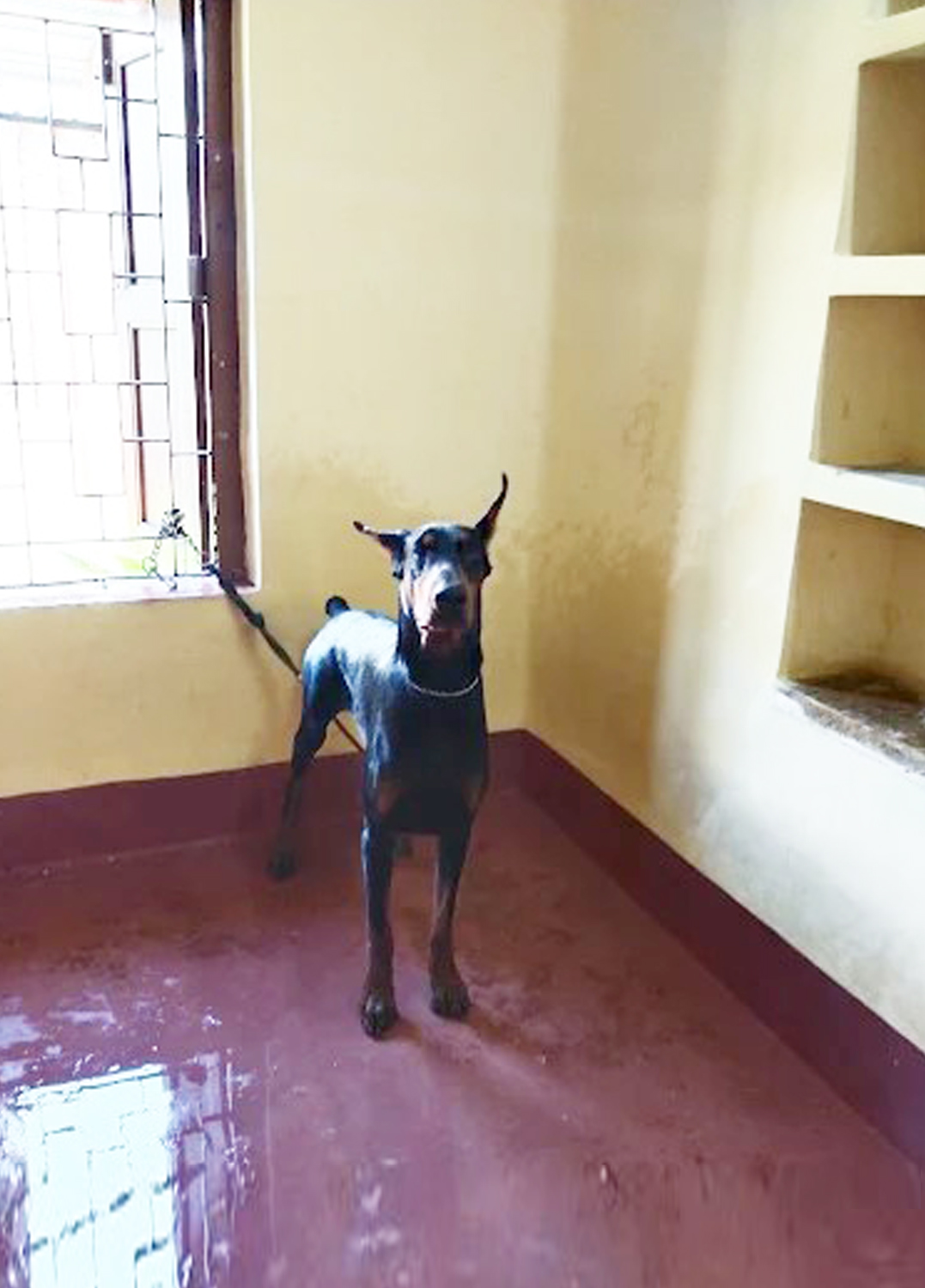 Bhalobasha Bari(Garia Area )Sunday or Monday every day is fun day.Dog And Cat