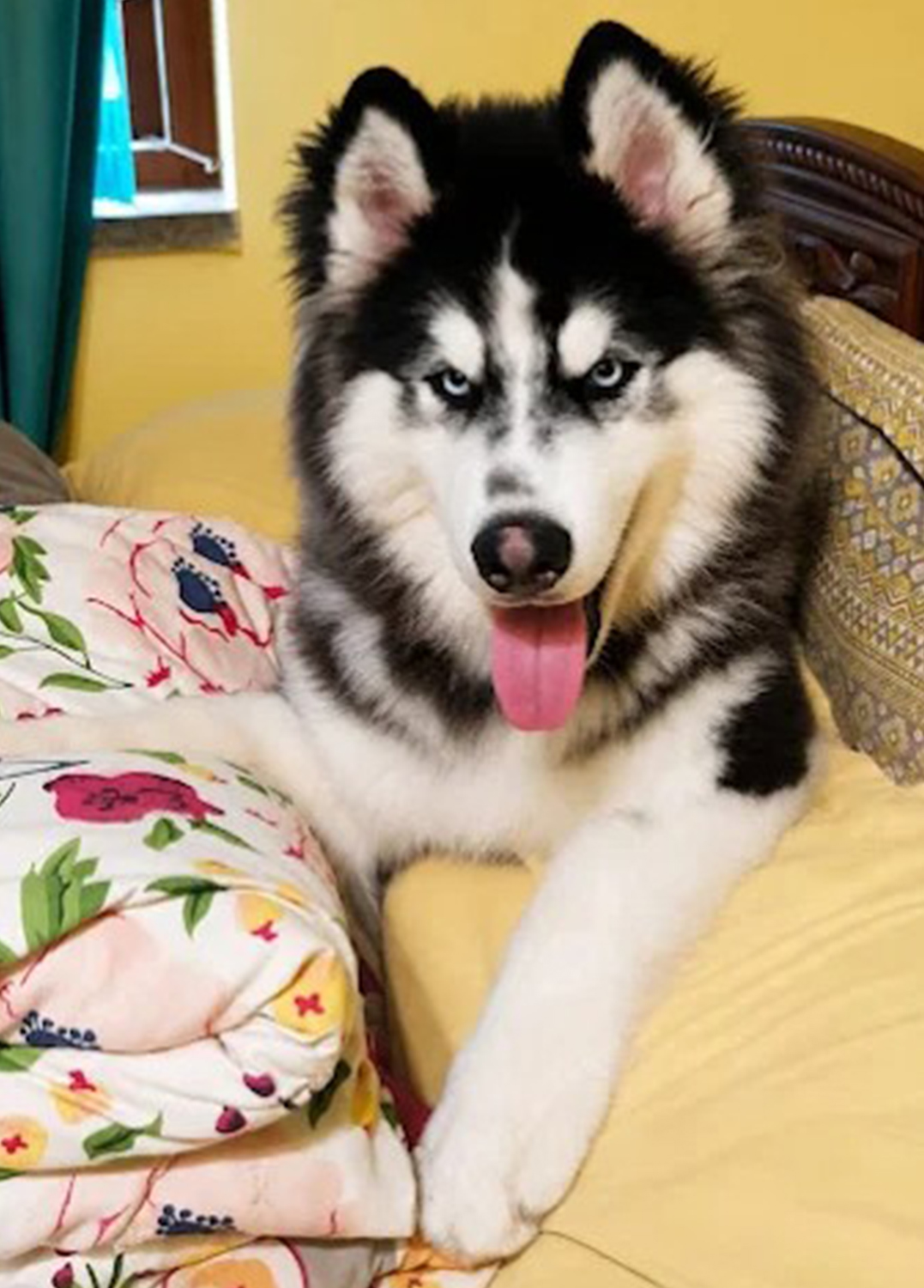 BARKKING BUDDIES BOARDING AND TRAINING(Garia Area)Let your pet be a member of our family.Dog Only