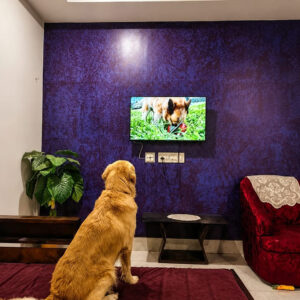 Zinia's Paw Haven (Mahamayatala Garia Area)Leave them happy pick them happier.Dogs Only