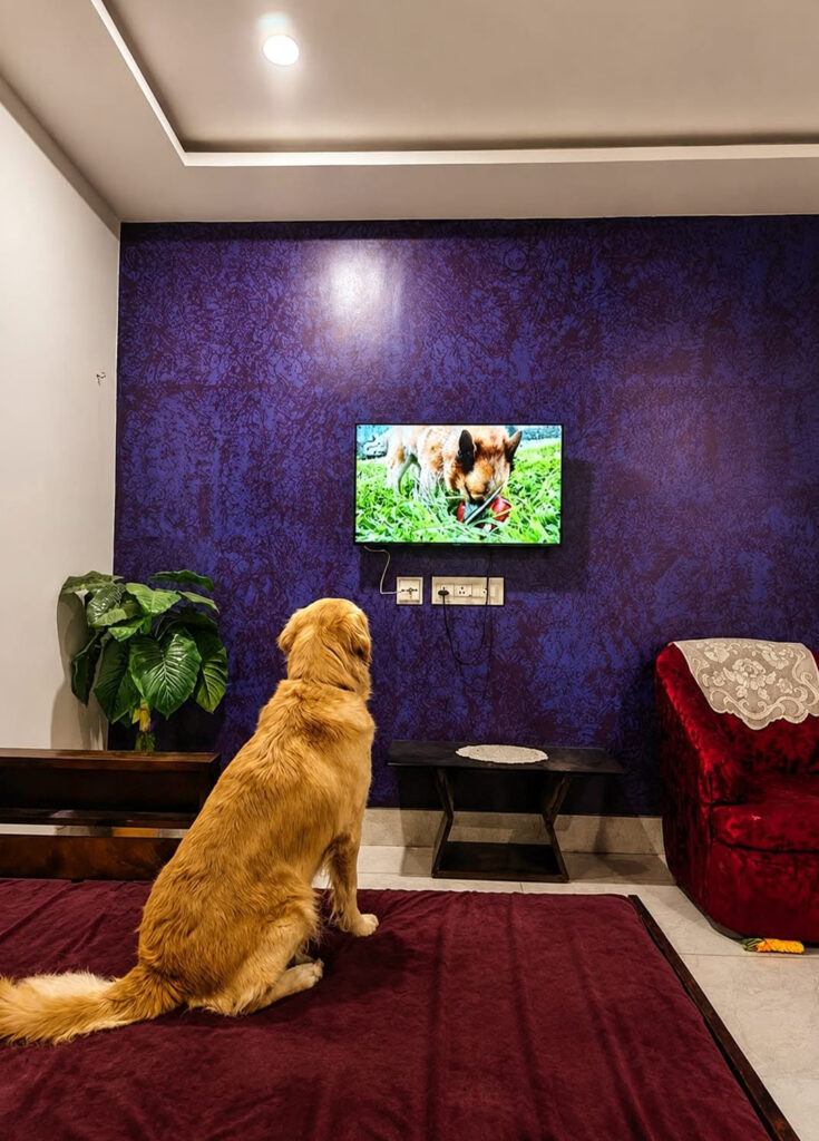 Zinia’s Paw Haven (Mahamayatala Garia Area)Leave them happy pick them happier.Dogs Only