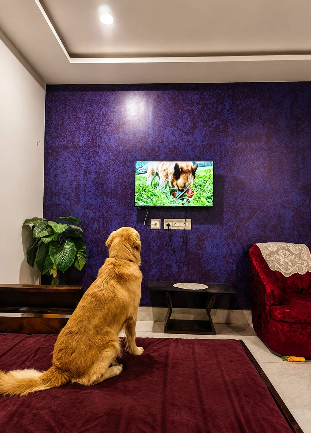 Zinia's Paw Haven (Mahamayatala Garia Area)Leave them happy pick them happier.Dogs Only