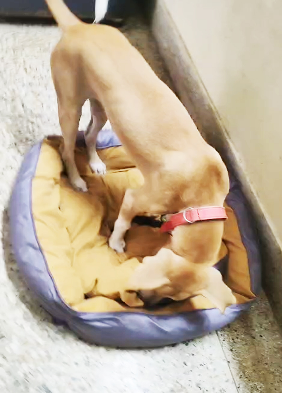 Lucky PetCare (Naktala Area)It’s Home away from Home for your furry baby. Dog And Cat