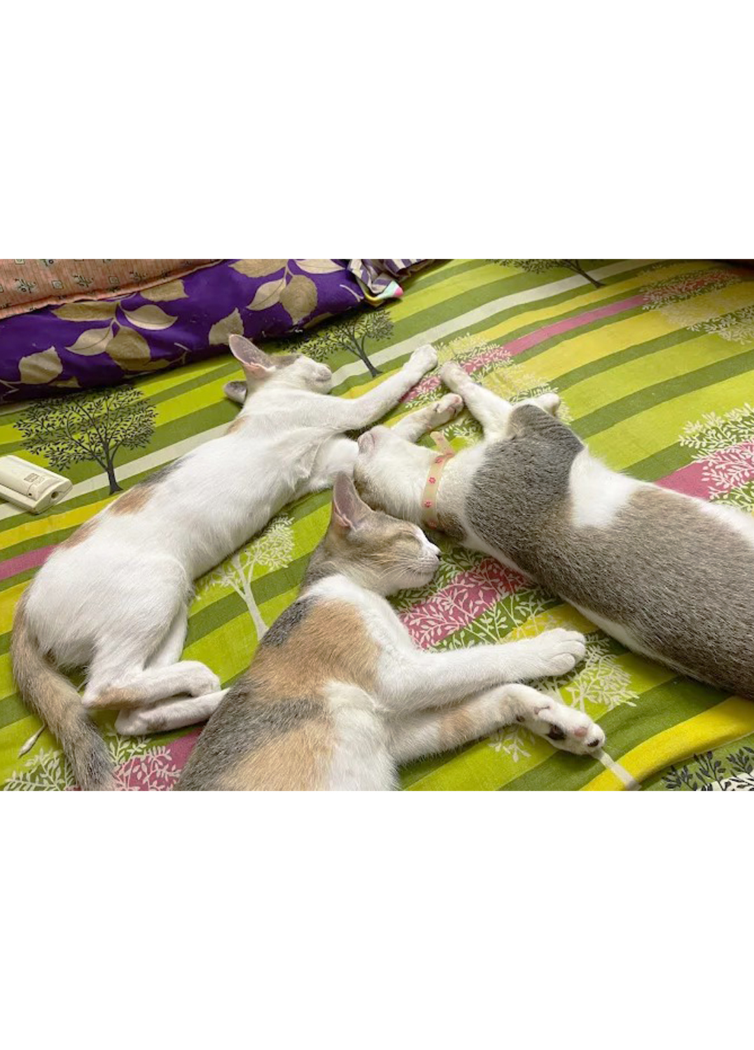 Sonu’s Kitty’s Home Care(Kasba Area)Love and care when you are not there.Only Cat