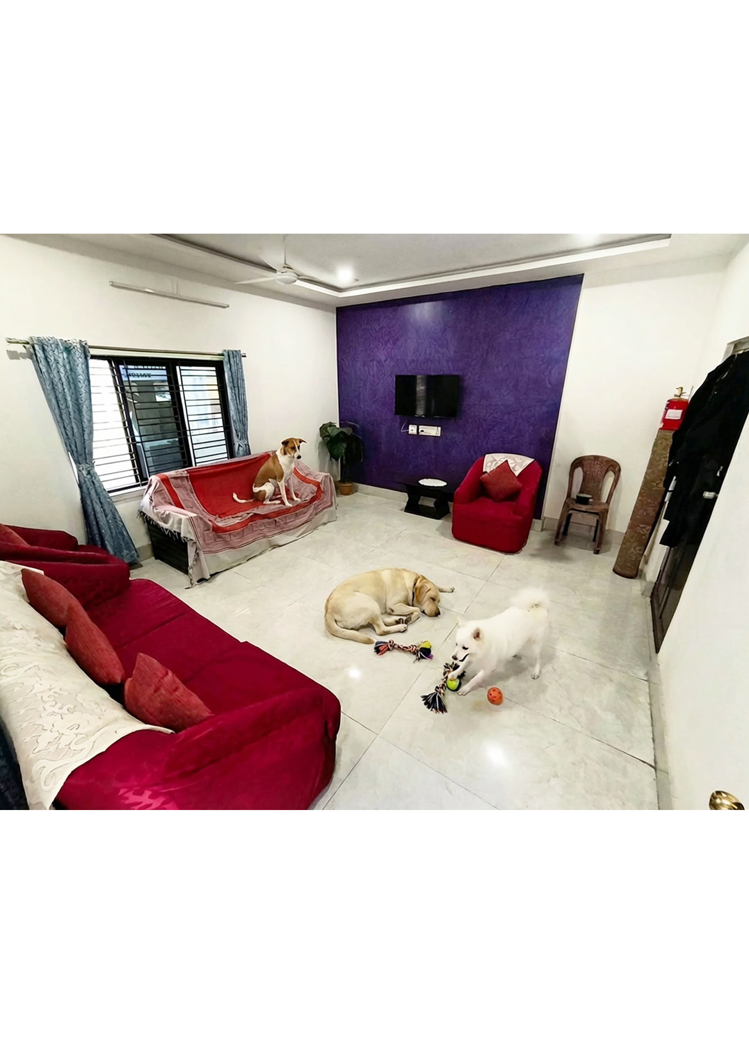 Zinia's Paw Haven (Mahamayatala Garia Area)Leave them happy pick them happier.Dogs Only