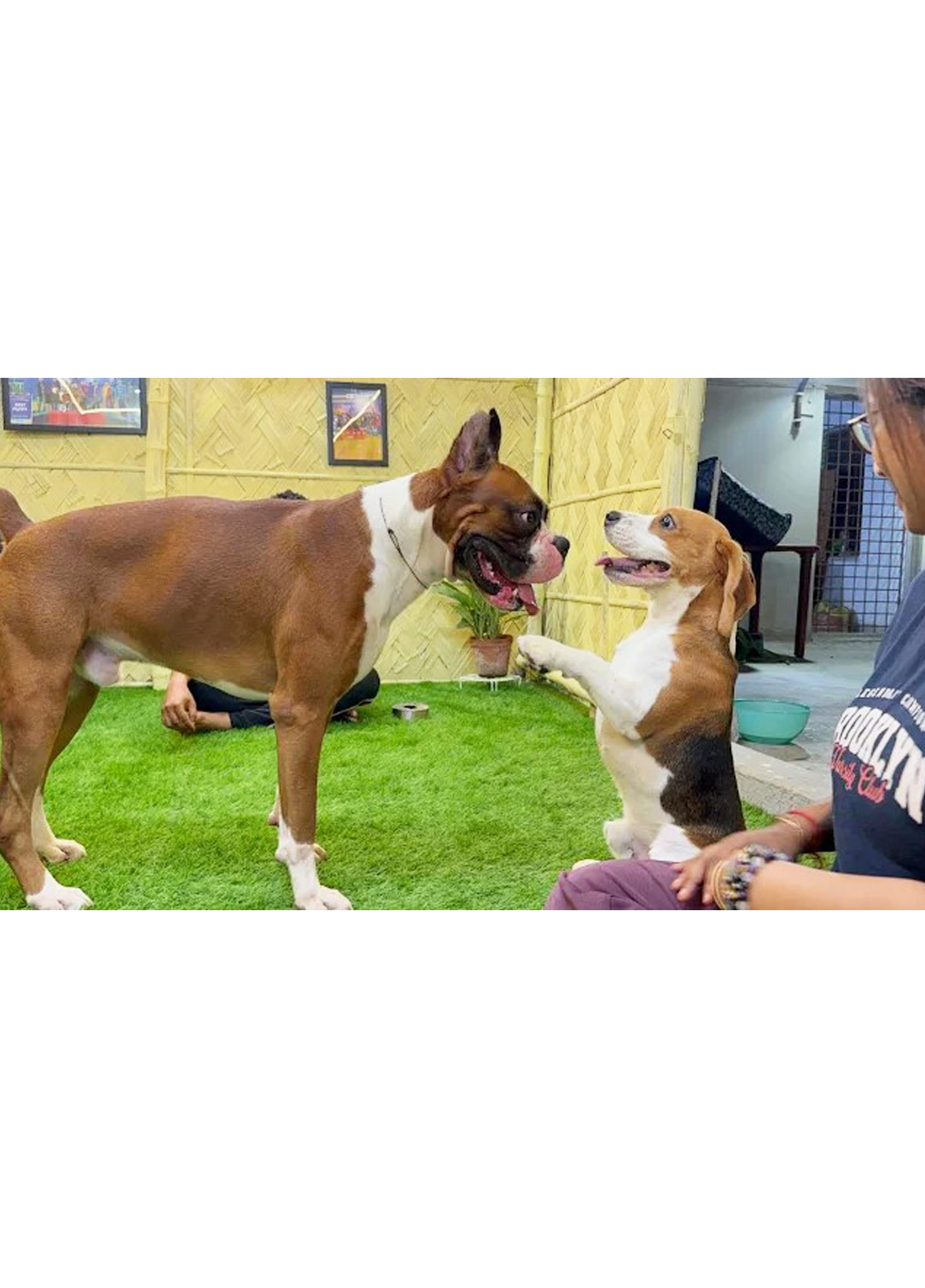 BARKKING BUDDIES BOARDING AND TRAINING(Garia Area)Let your pet be a member of our family.Dog Only