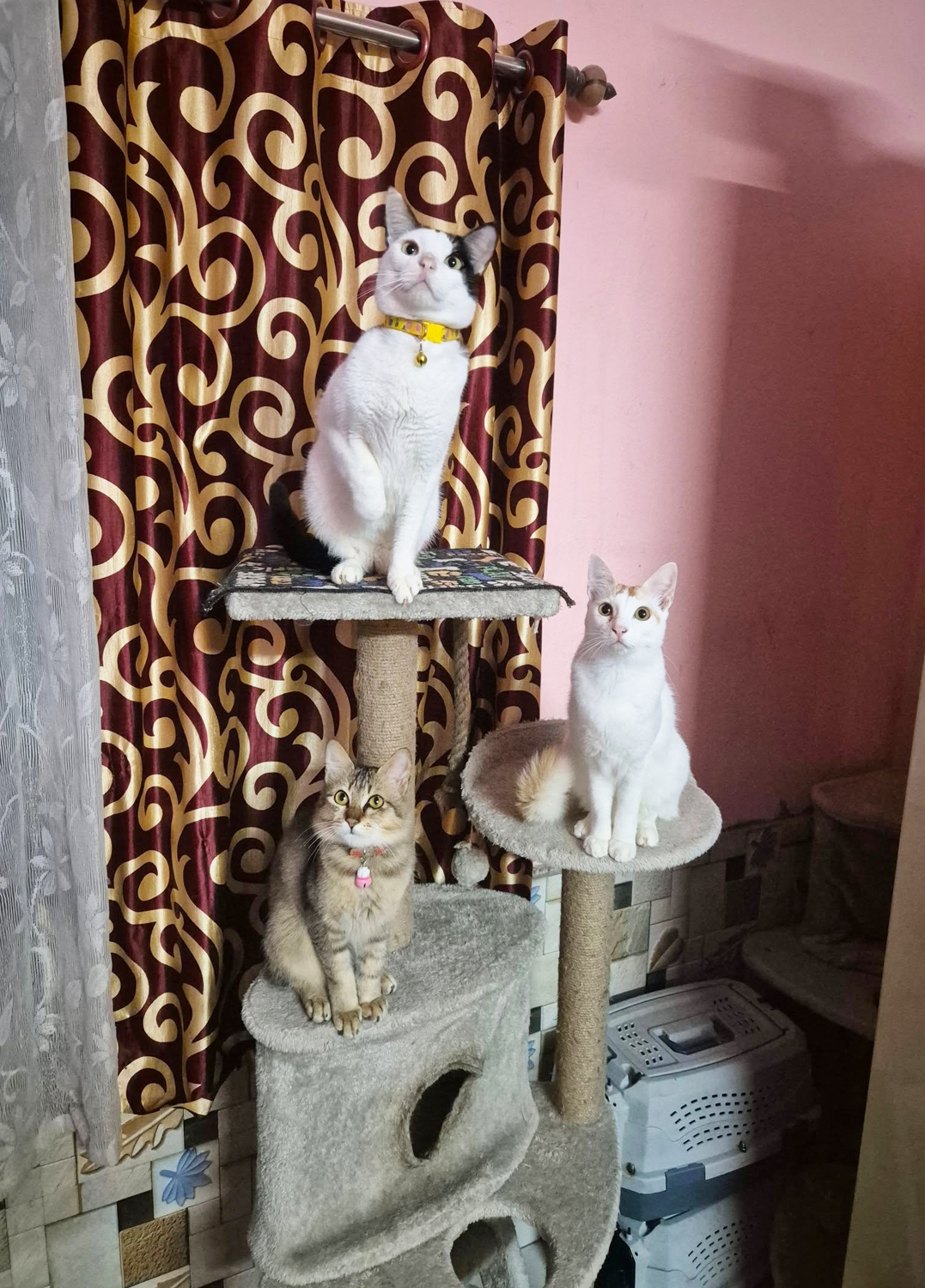 Biral-Bari(Baruipur Area)Luxary and Royalty is our guarantee.Cat Only