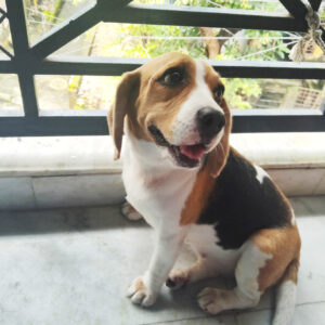 Lucky PetCare (Naktala Area)It’s Home away from Home for your furry baby. Dog And Cat