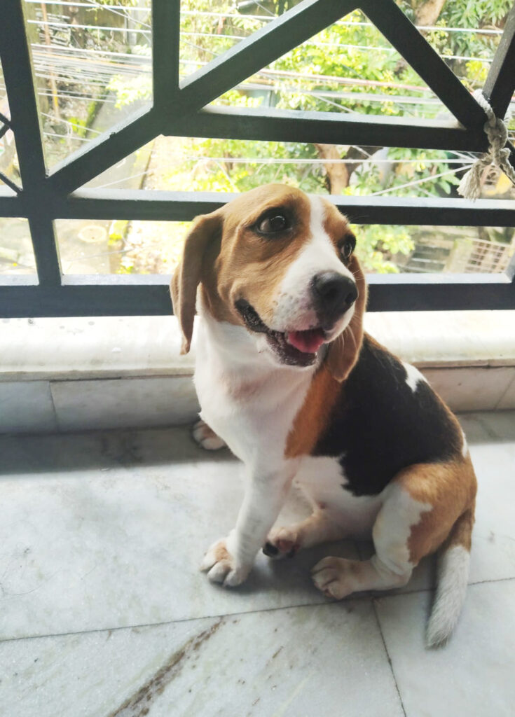 Lucky PetCare (Naktala Area)It’s Home away from Home for your furry baby. Dog And Cat