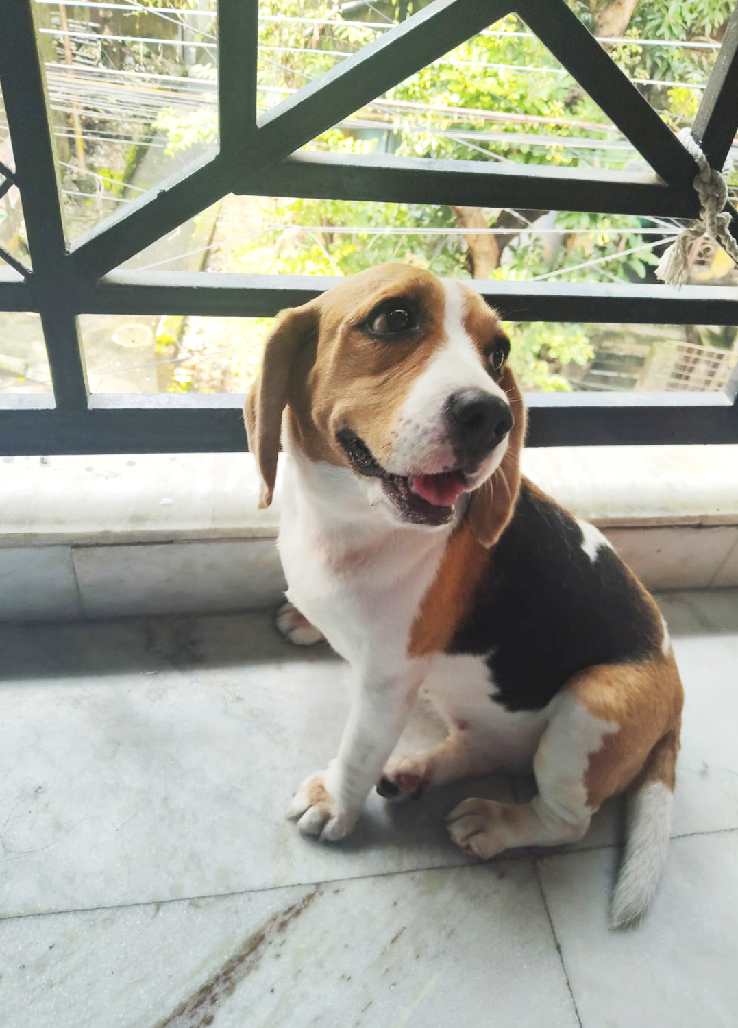 Lucky PetCare (Naktala Area)It’s Home away from Home for your furry baby. Dog And Cat