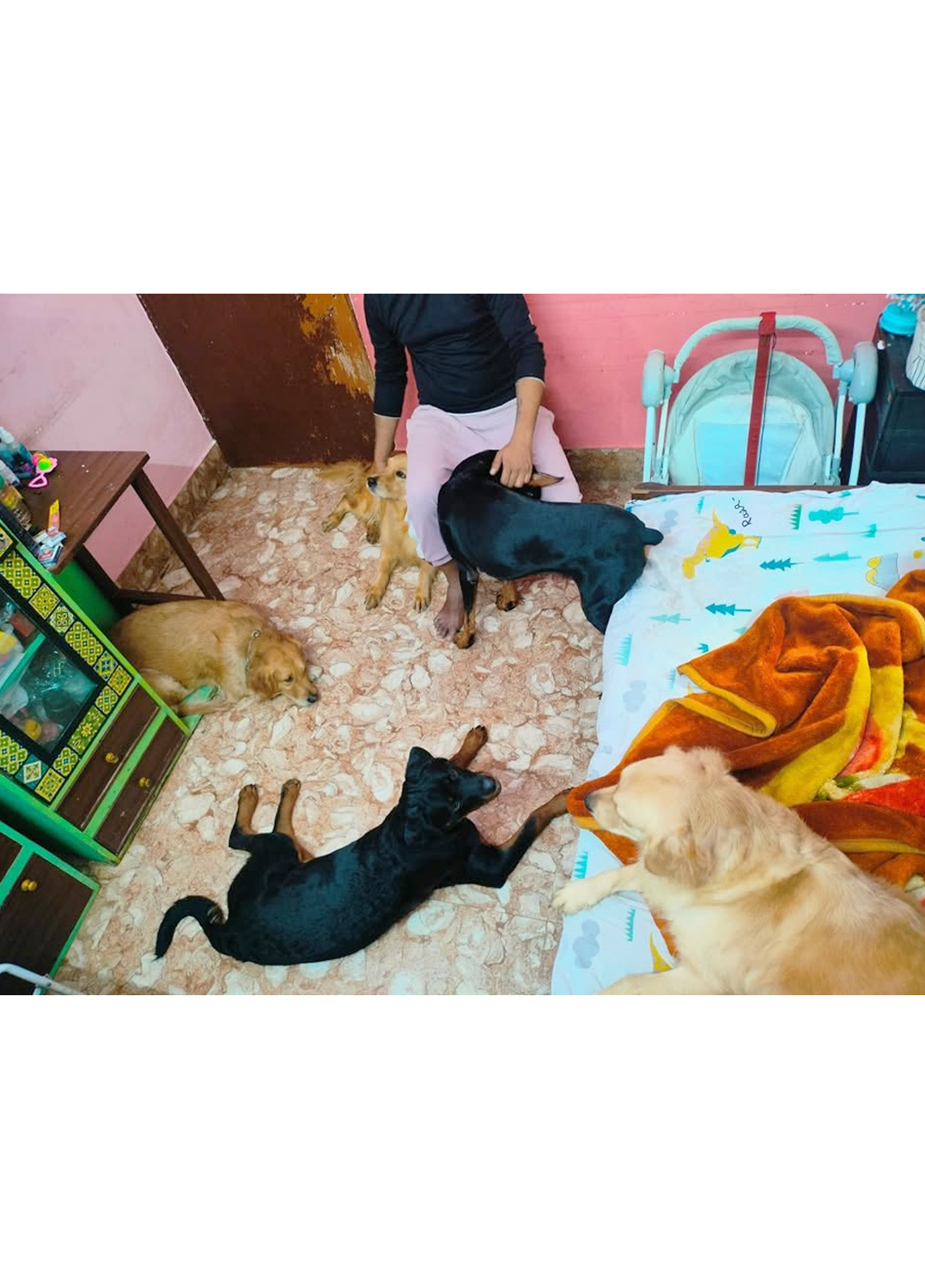 Pawstel By Mou (Kudghat Area)A Perfect 2nd Home for your Fur Babies. Dogs And Cats