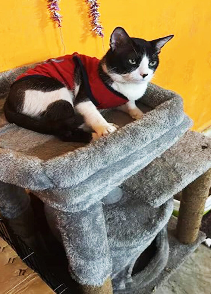 Sonu’s Kitty’s Home Care(Kasba Area)Love and care when you are not there.Only Cat