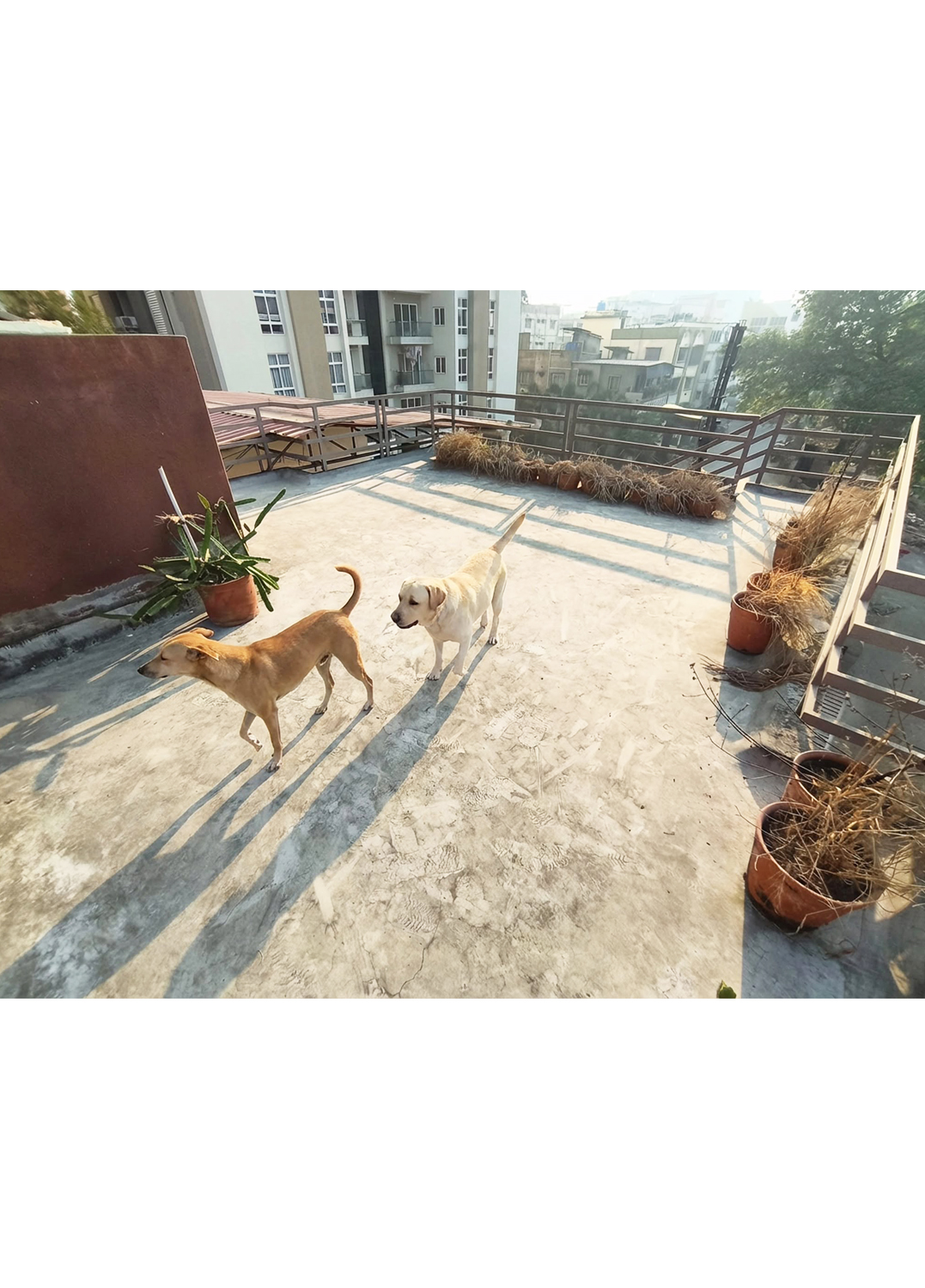 Zinia's Paw Haven (Mahamayatala Garia Area)Leave them happy pick them happier.Dogs Only