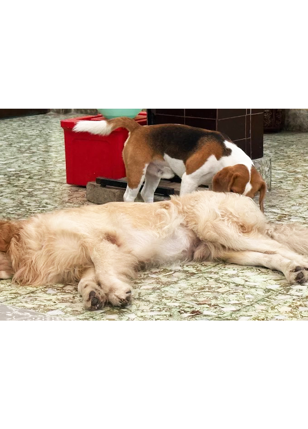 BARKKING BUDDIES BOARDING AND TRAINING(Garia Area)Let your pet be a member of our family.Dog Only