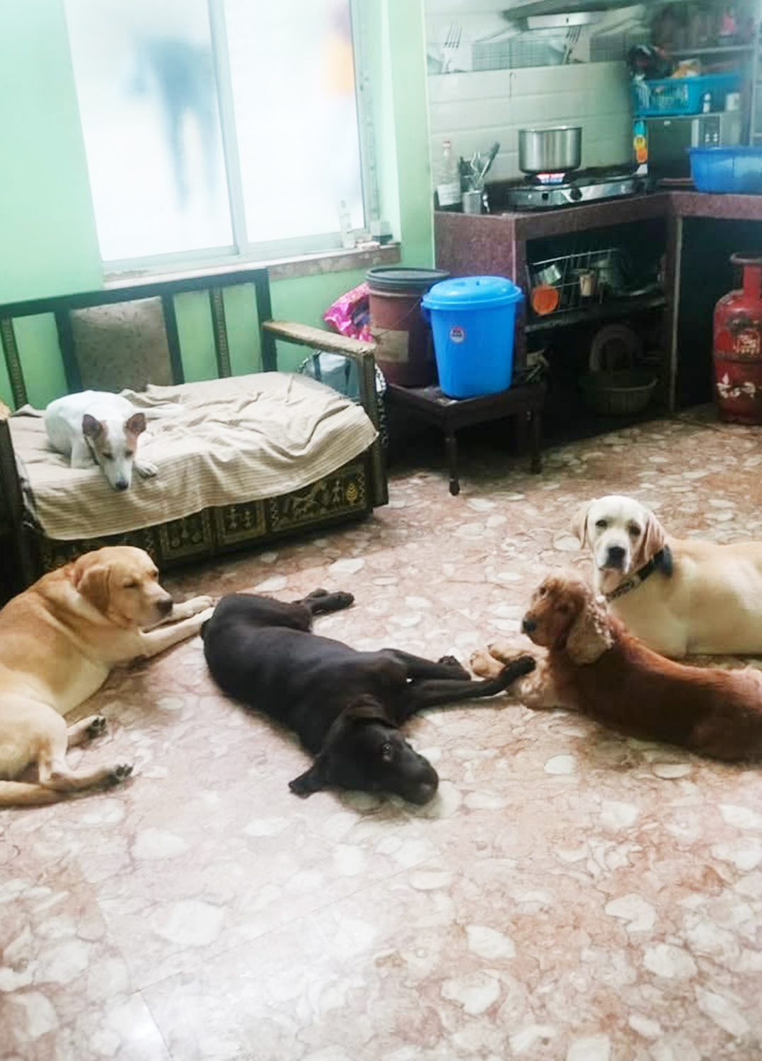 Pawstel By Mou (Kudghat Area)A Perfect 2nd Home for your Fur Babies. Dogs And Cats
