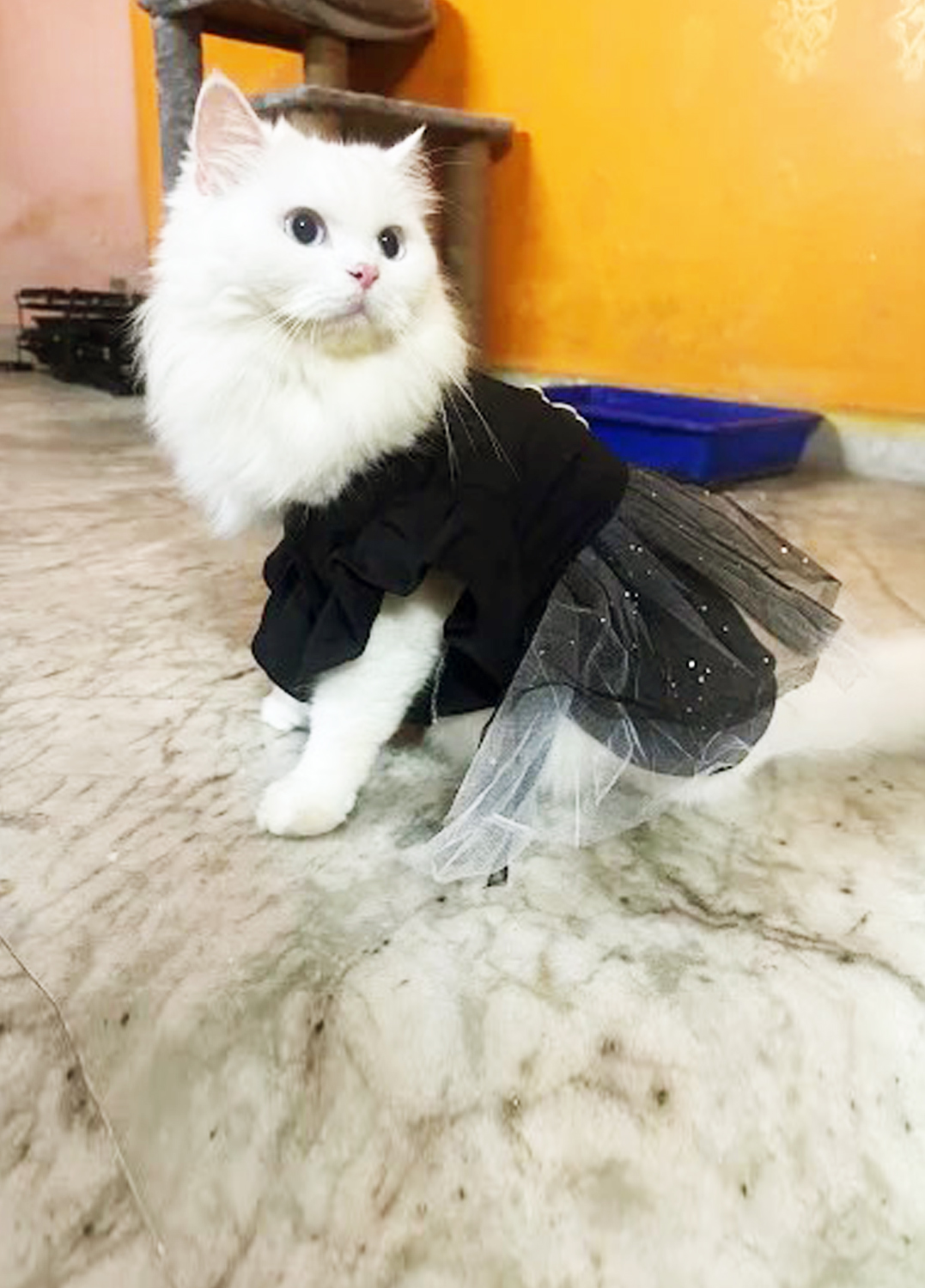 Sonu’s Kitty’s Home Care(Kasba Area)Love and care when you are not there.Only Cat