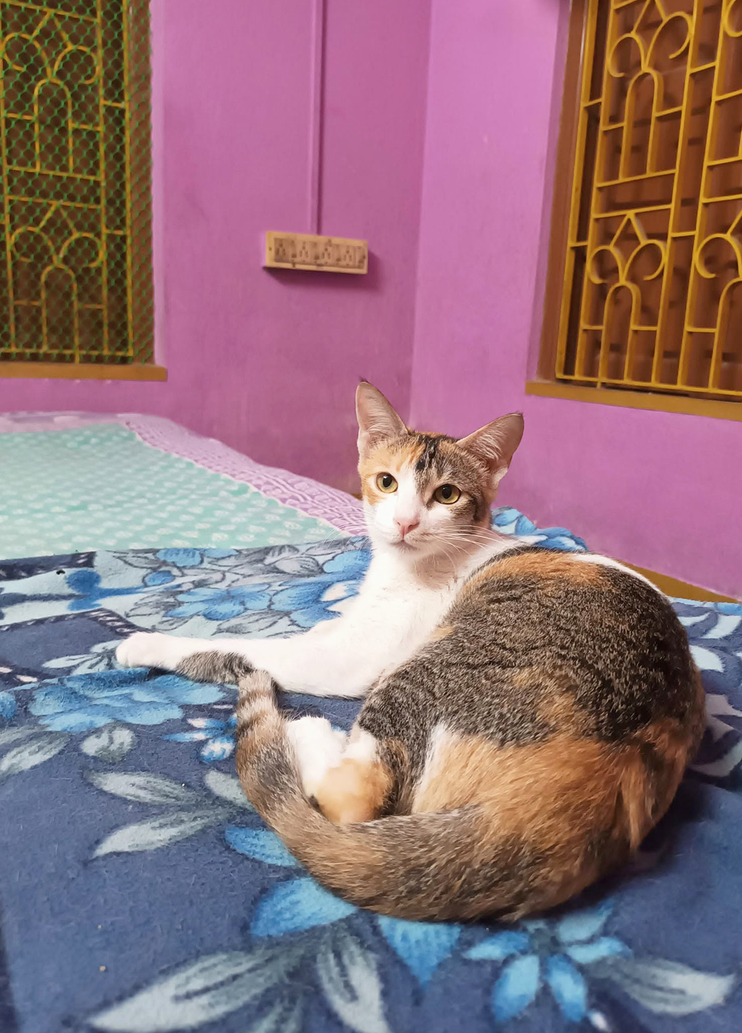 Biral-Bari(Baruipur Area)Luxary and Royalty is our guarantee.Cat Only