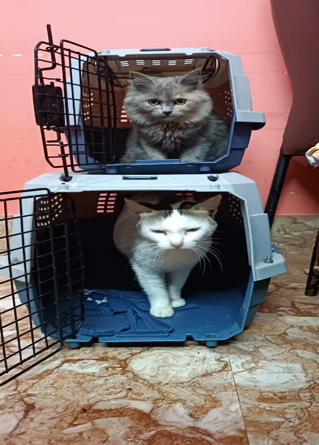 Pawstel By Mou (Kudghat Area)A Perfect 2nd Home for your Fur Babies. Dogs And Cats