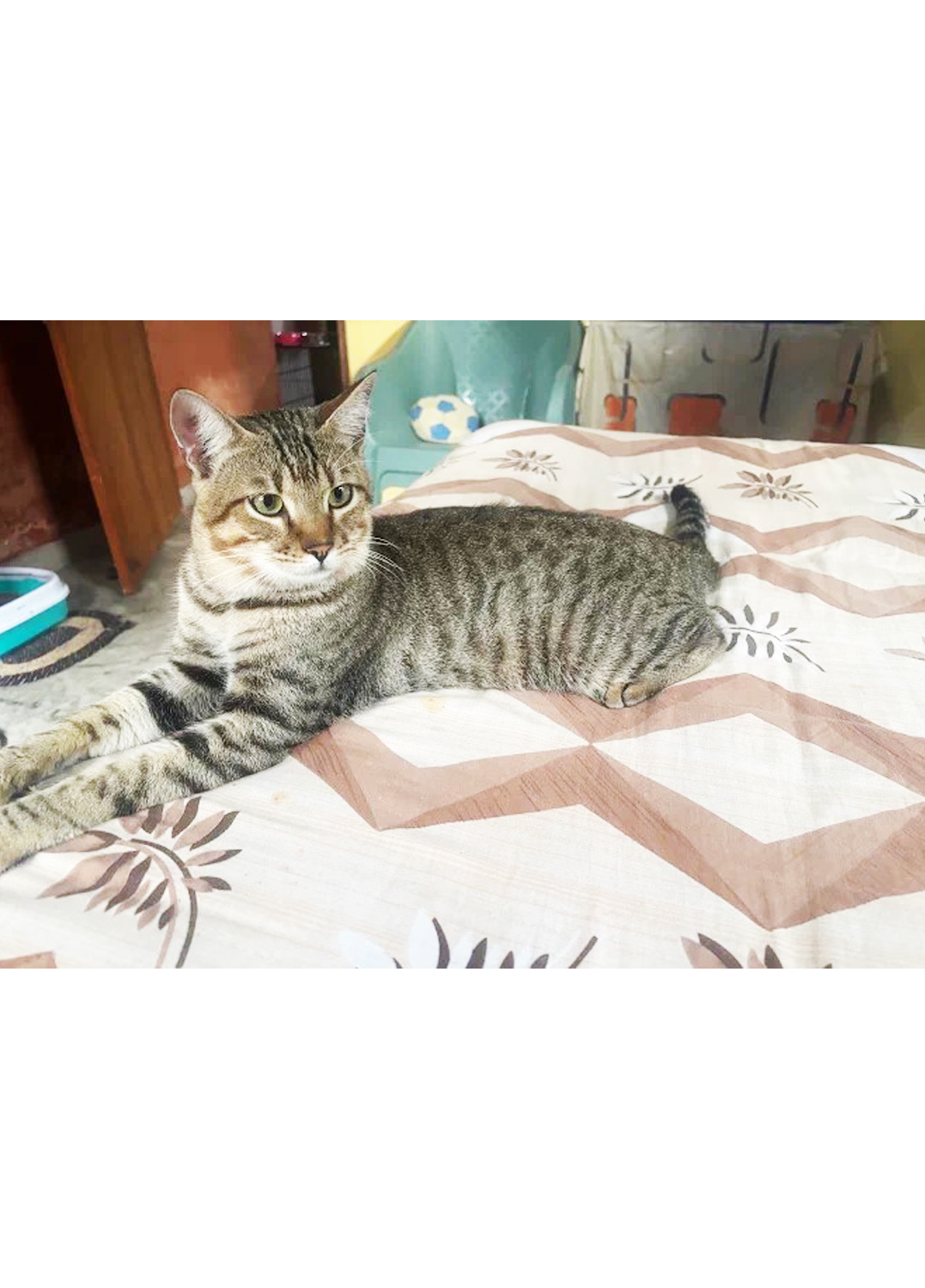 Sonu’s Kitty’s Home Care(Kasba Area)Love and care when you are not there.Only Cat