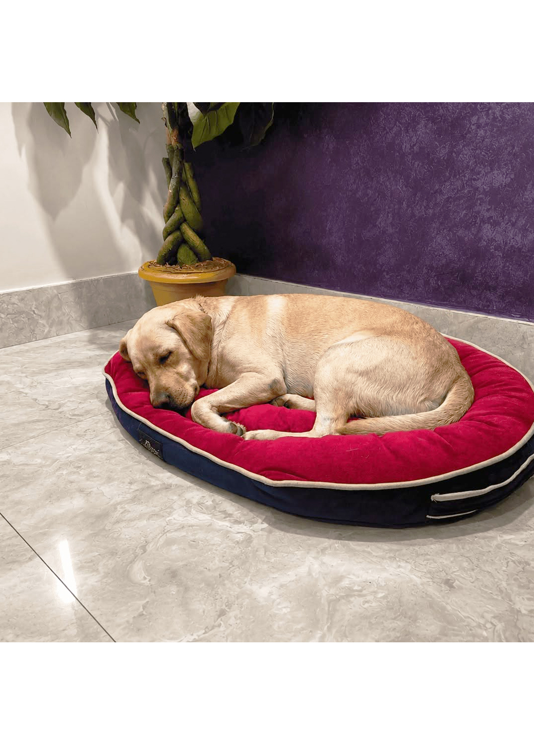 Zinia's Paw Haven (Mahamayatala Garia Area)Leave them happy pick them happier.Dogs Only