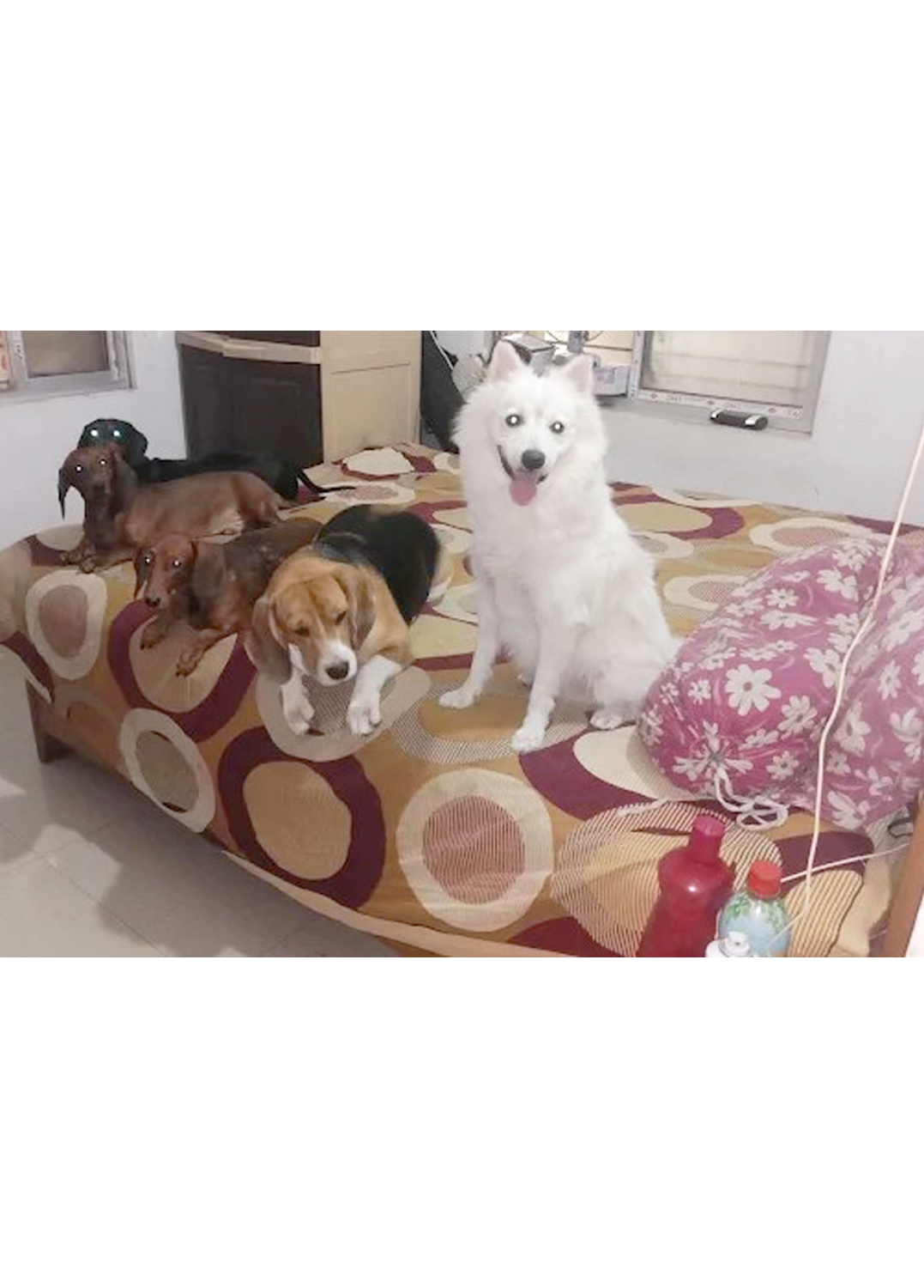 Bhalobasha Bari(Garia Area )Sunday or Monday every day is fun day.Dog And Cat