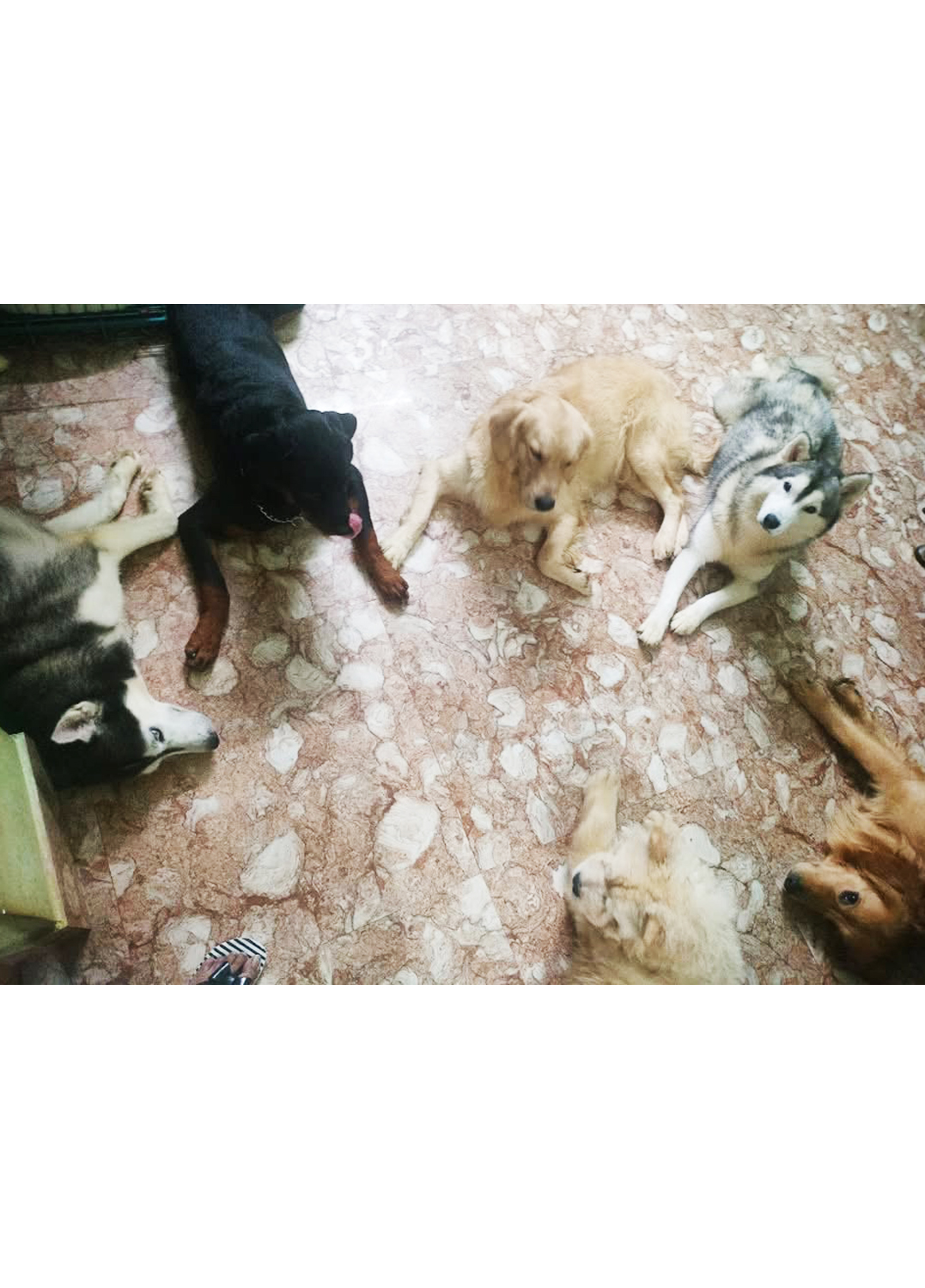 Pawstel By Mou (Kudghat Area)A Perfect 2nd Home for your Fur Babies. Dogs And Cats