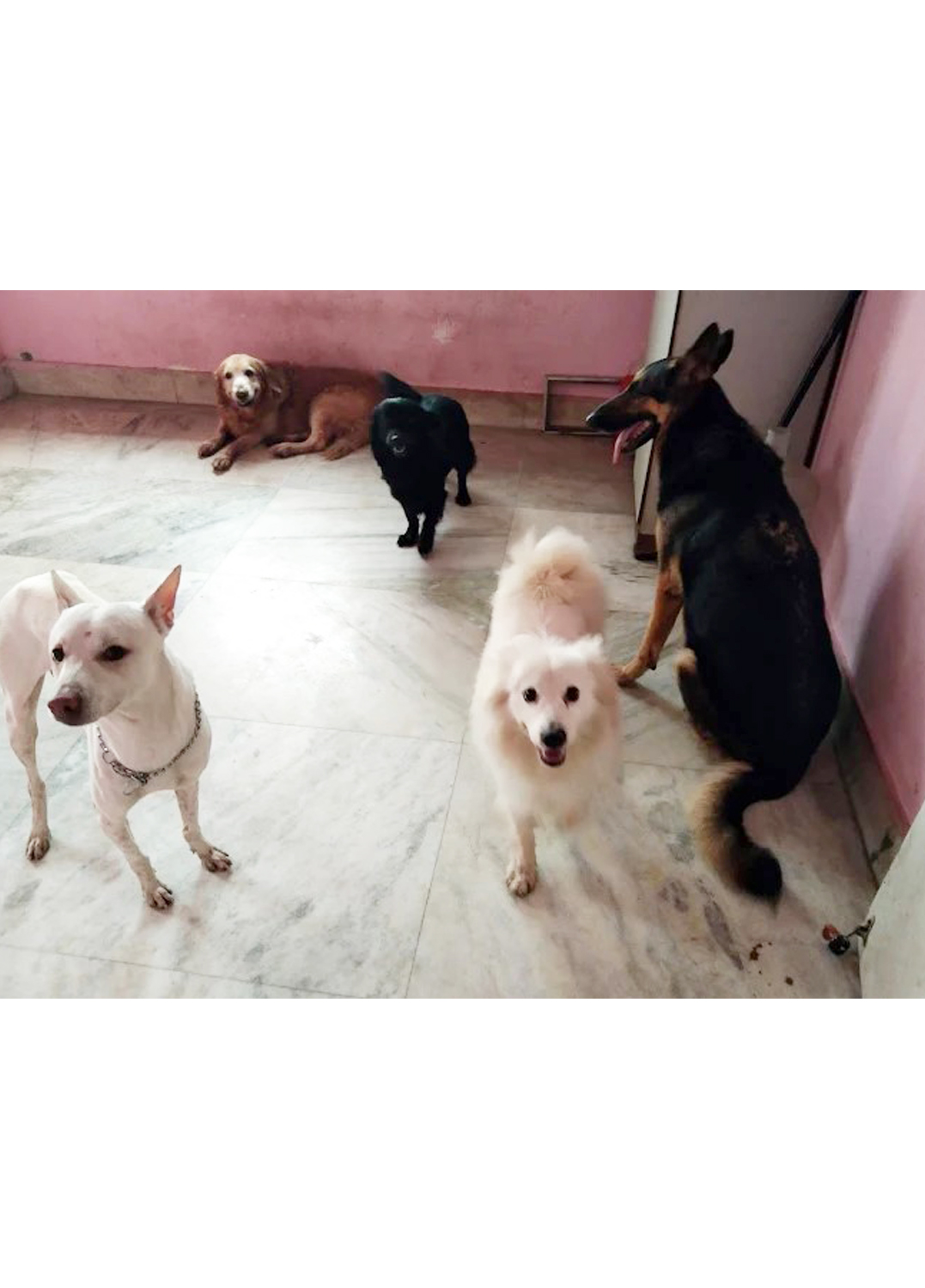 Bhalobasha Bari(Garia Area )Sunday or Monday every day is fun day.Dog And Cat
