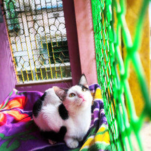 Biral-Bari(Baruipur Area)Luxary and Royalty is our guarantee.Cat Only