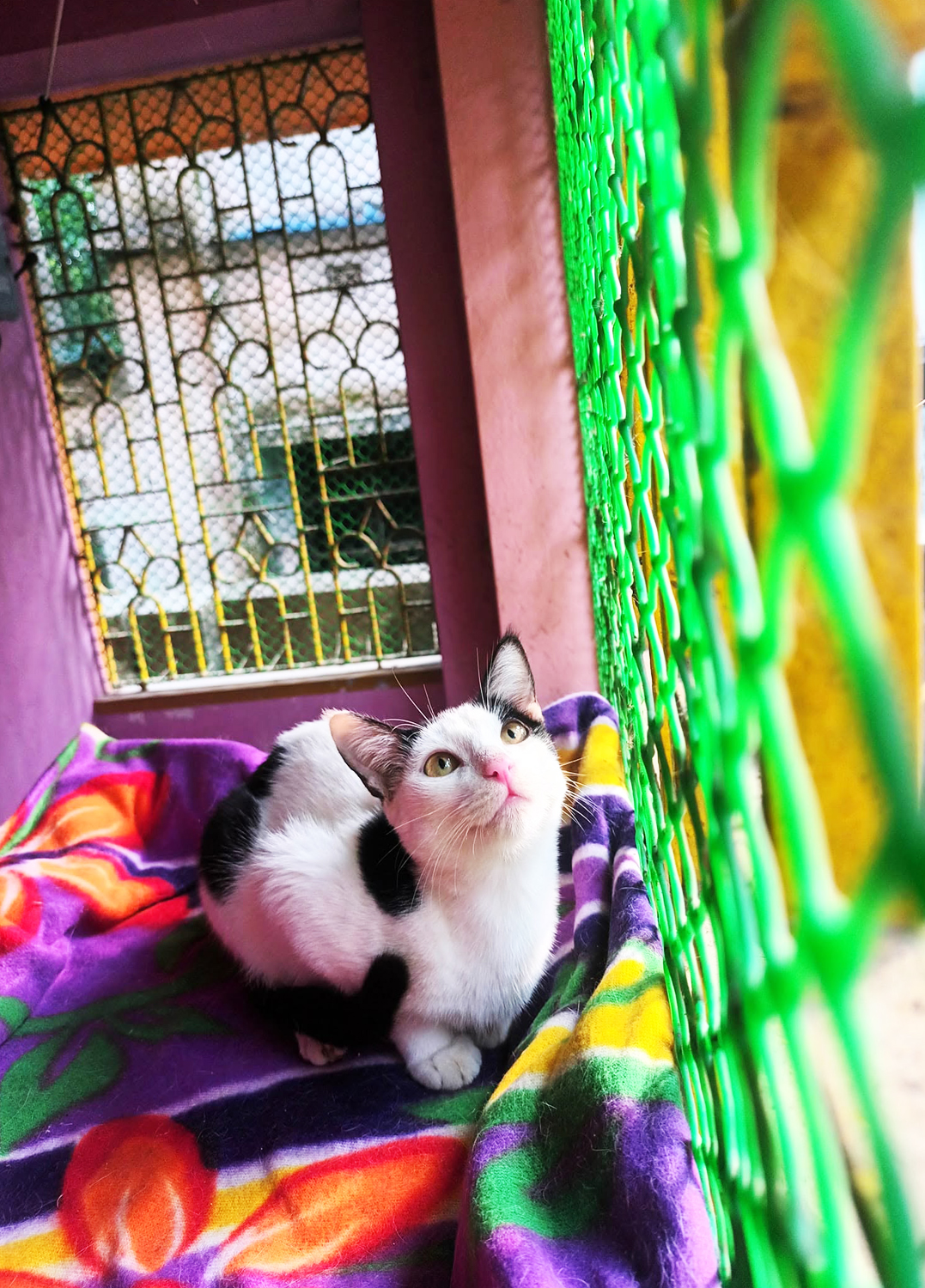 Biral-Bari(Baruipur Area)Luxary and Royalty is our guarantee.Cat Only