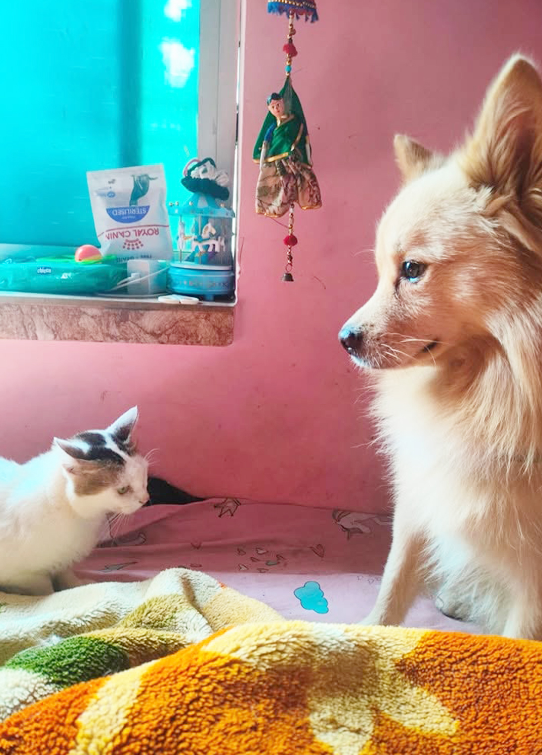 Pawstel By Mou (Kudghat Area)A Perfect 2nd Home for your Fur Babies. Dogs And Cats
