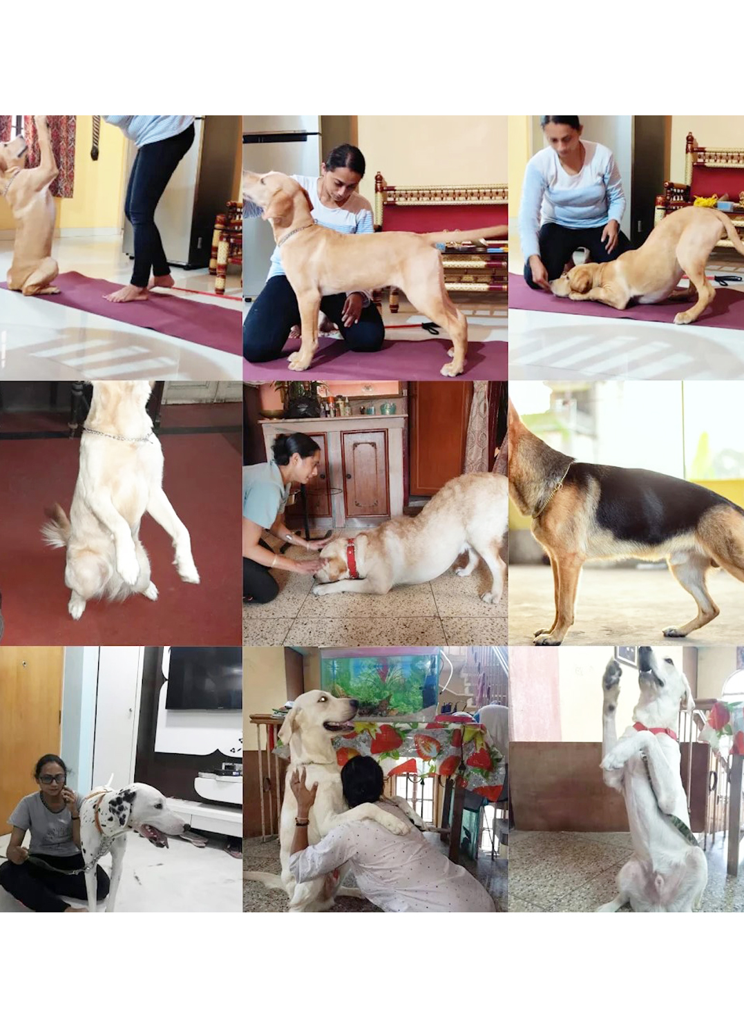 Nabamita's Happy Pack (Kasba) One Happy Heaven for every paw and Whisker