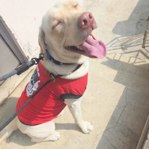 Furlandd Pet Boarding & Training Squad (Tollygunge) Where Every Little Life is Loved , cared and cherished