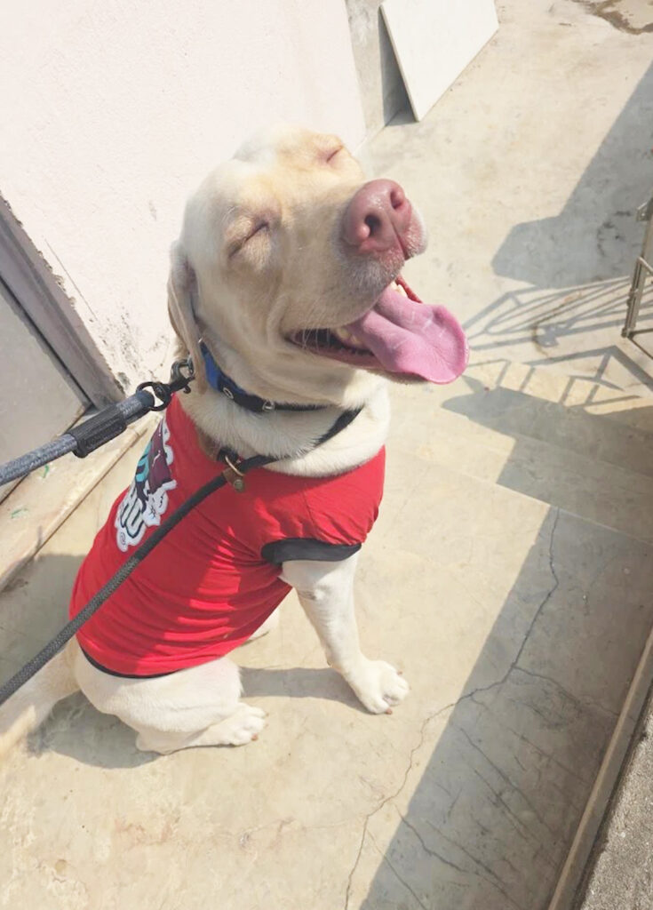Furlandd Pet Boarding & Training Squad (Tollygunge) Where Every Little Life is Loved , cared and cherished